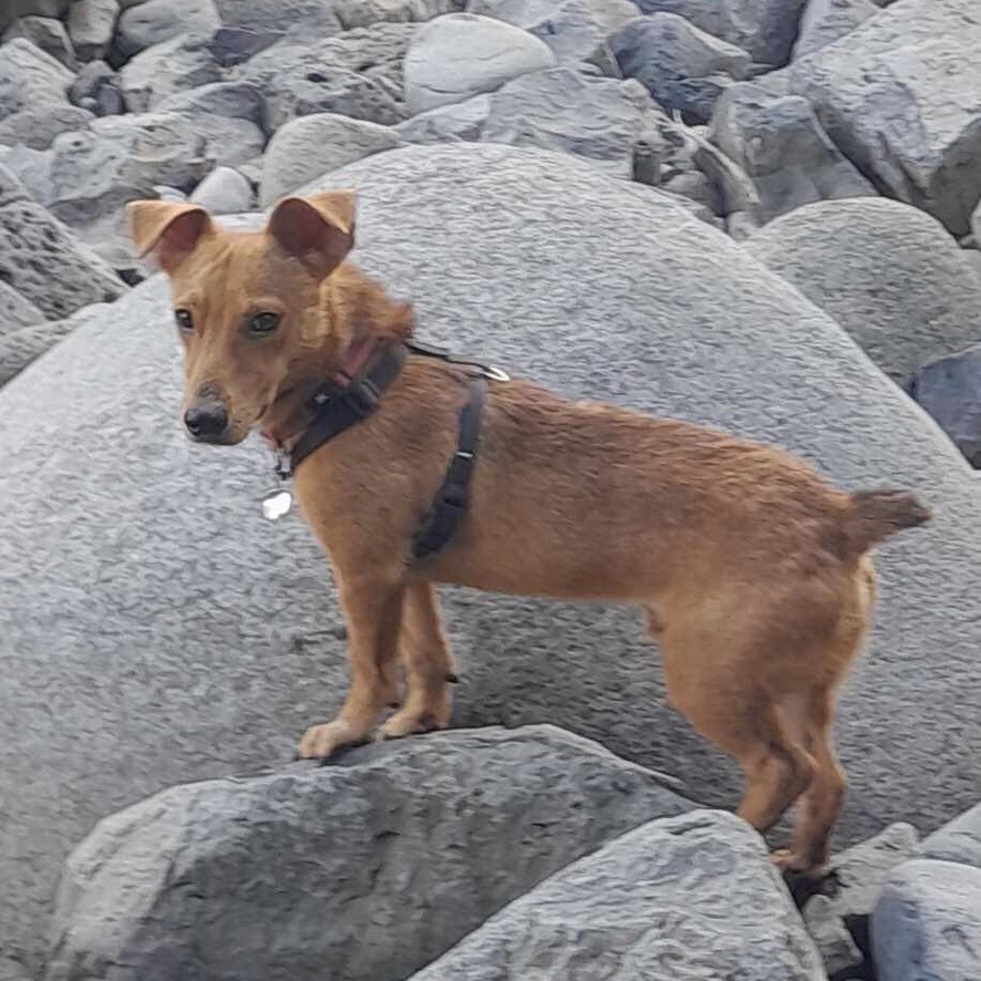 chien de type pinscher debout de profil debout sur les rochers