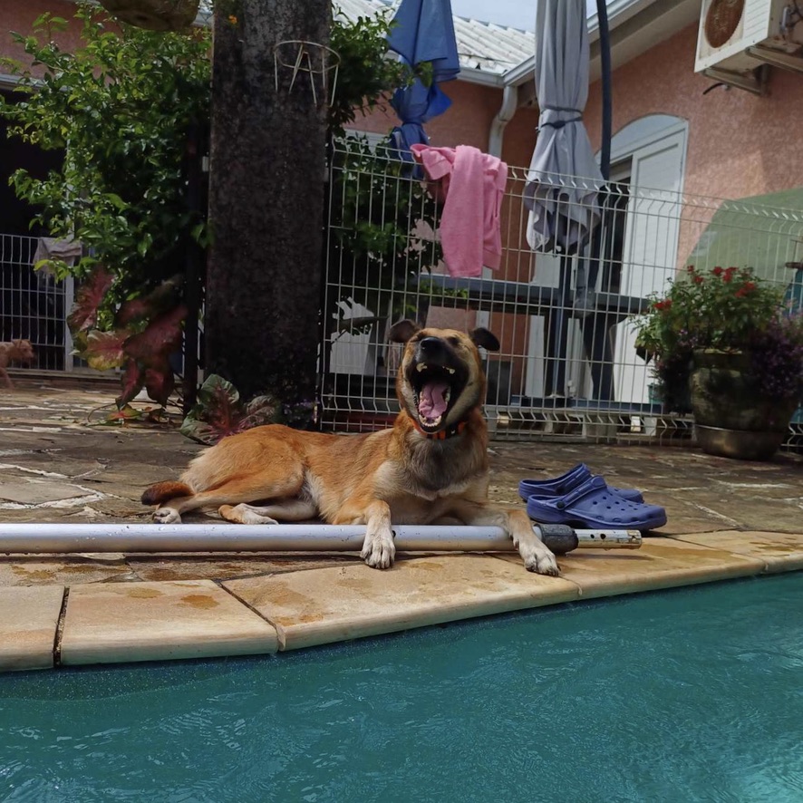 chien de type berger couché sur un carrelage ocre en bord de piscine. Le chien semble être en train de bailler.