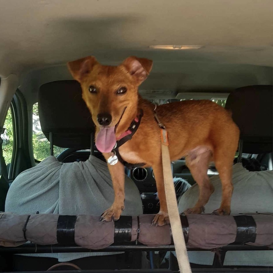 chien de type pinscher debout sur la banquette d'une voiture