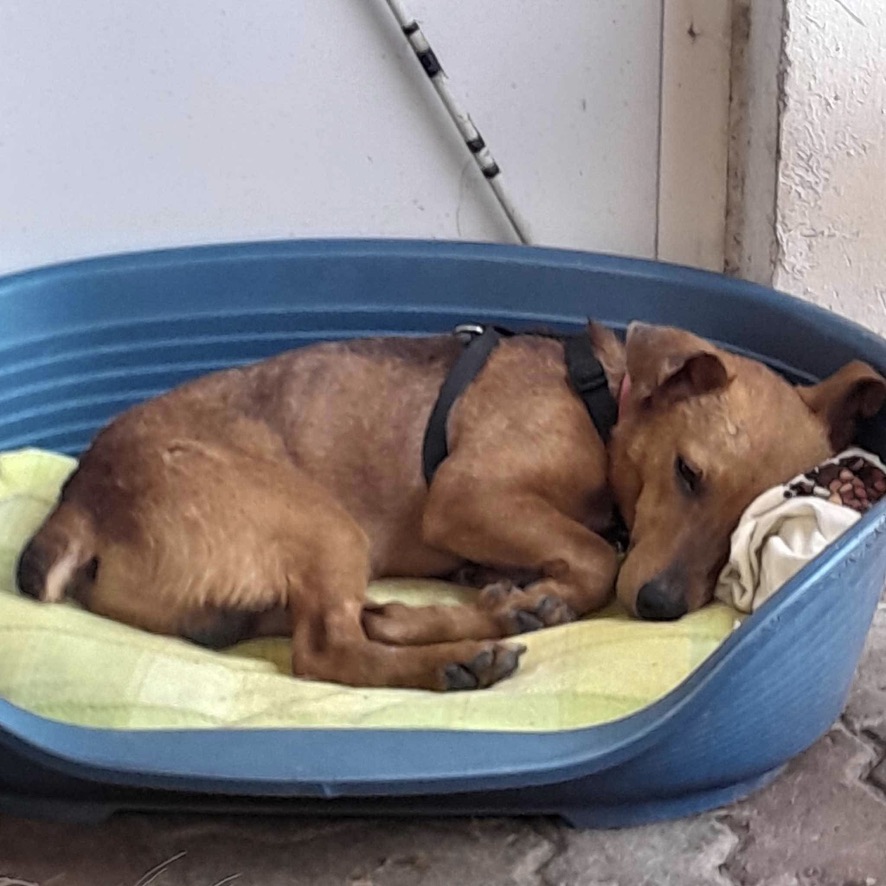 chien de type pinscher fauve portant un harnais noir, couché dans une panière en plastique bleue