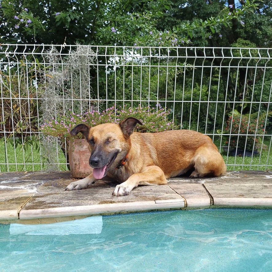 chien de type berger couché sur un carrelage ocre en bord de piscine. Le chien semble sourire