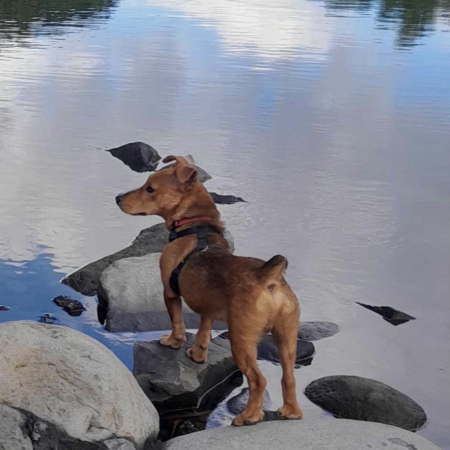 chien de type pinscher de dos, debout en bord de rivière