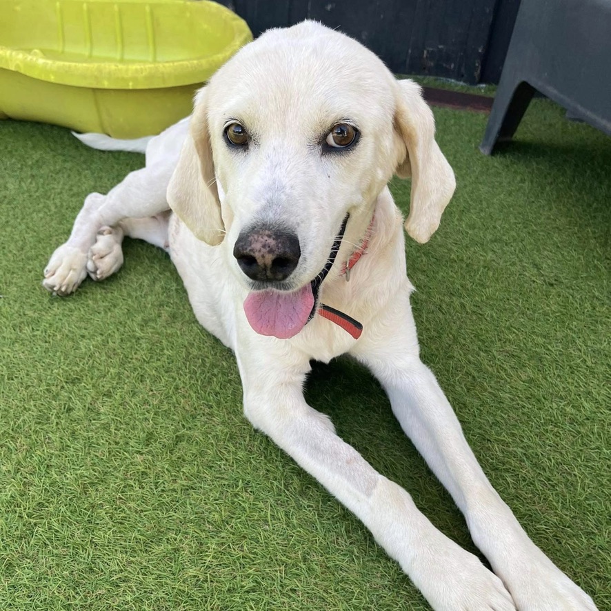 chien crème couché les pattes étendues sur une pelouse synthétique, semble sourire