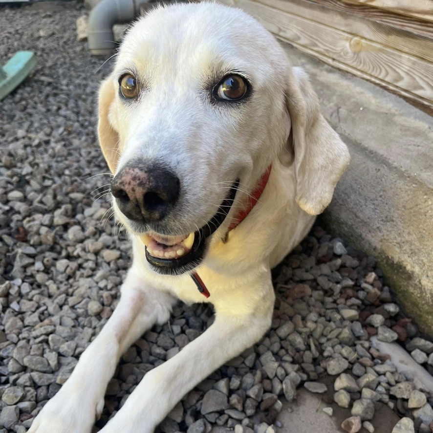 chien crème couché les pattes étendues sur un sol de gravillons, semble sourire en regardant l'objectif