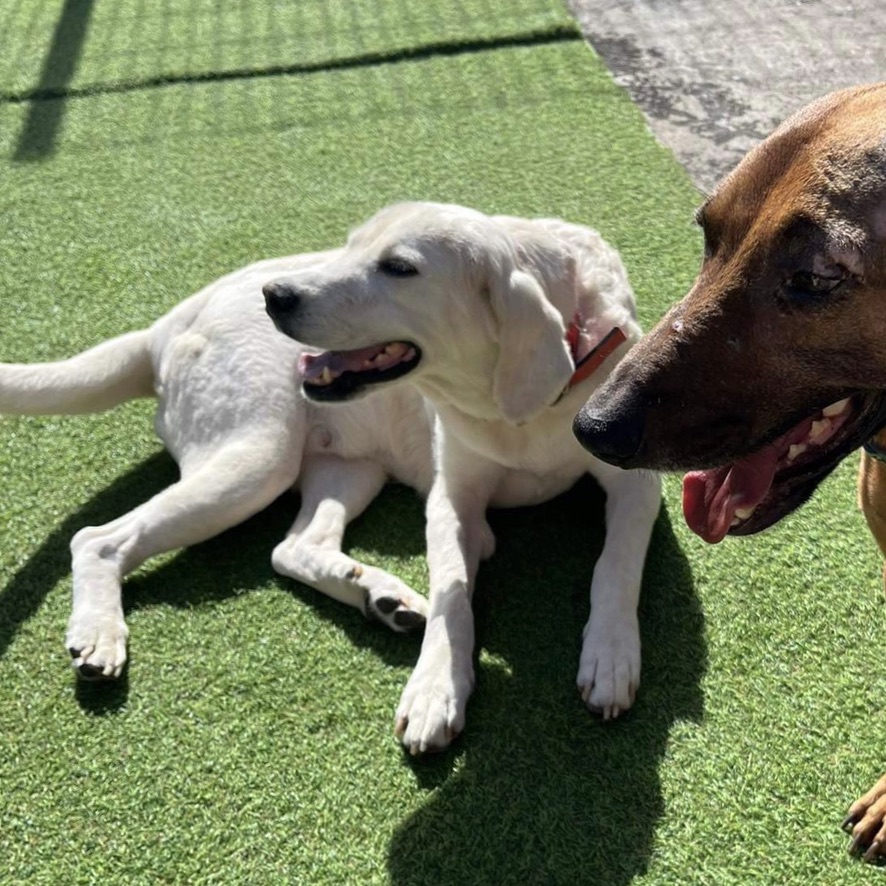 deux chiens de face, au premier plan un chien fauve assis et au second plan un chien de type labrador crème couché sur de la pelouse synthétique