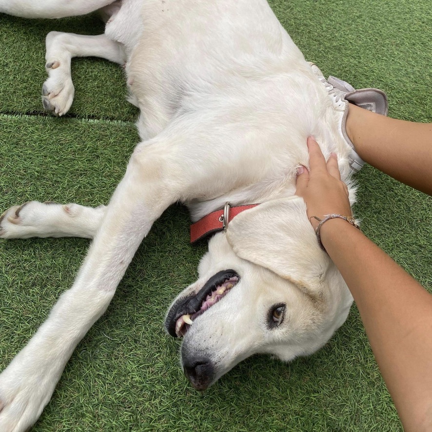 chien de type labrador crème couché sur le flanc