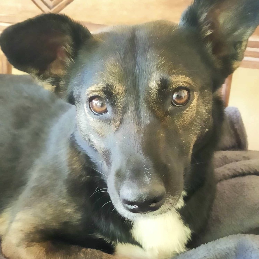 chien de type berger tricolore aux oreilles dressées, de face en gros plan