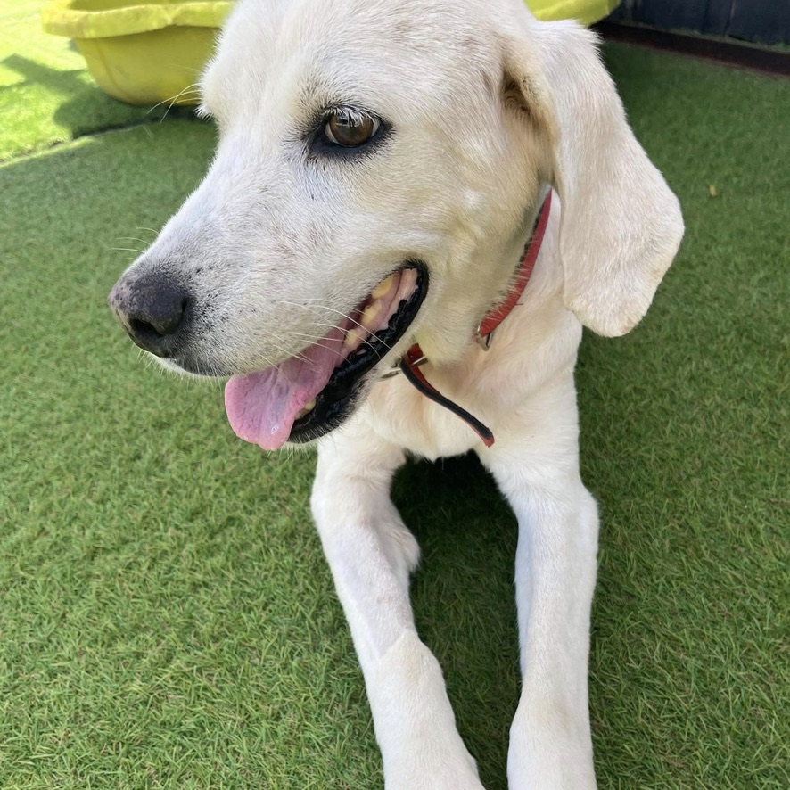 chien crème couché les pattes étendues sur une pelouse synthétique, semble sourire