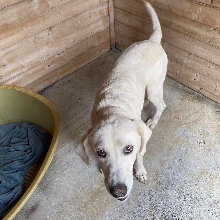 chien de type labrador qui marche vers l'objectif. Prise en vue en plongé