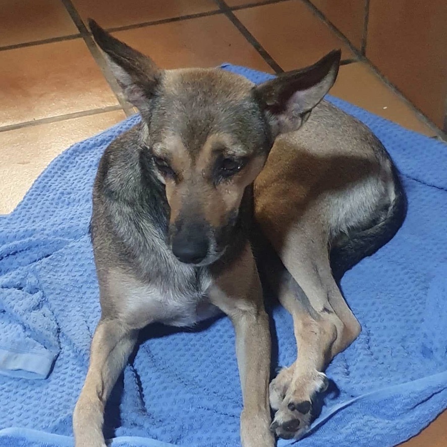 chien de type berger couché sur une serviette bleue