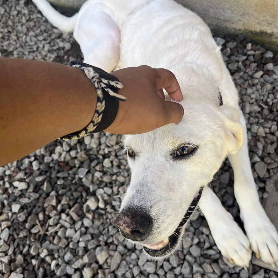 chien crème couché les pattes étendues sur un sol de gravillons, semble sourire qui reçoit une caresse d'une main humaine