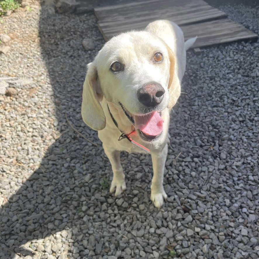 chien de type labrador crème debout de face qui regarde l'objectif