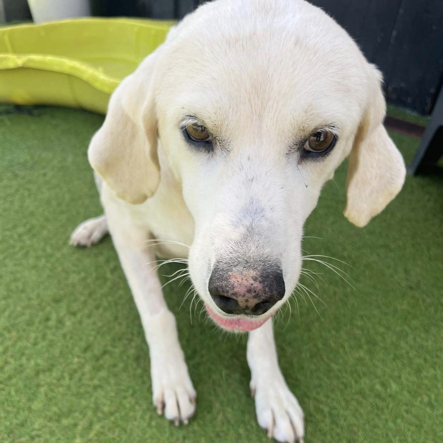 chien crème assis sur une pelouse synthétique, semble sourire