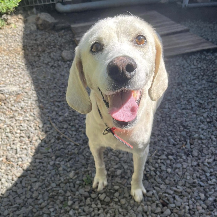 chien de type labrador crème debout de face qui regarde l'objectif