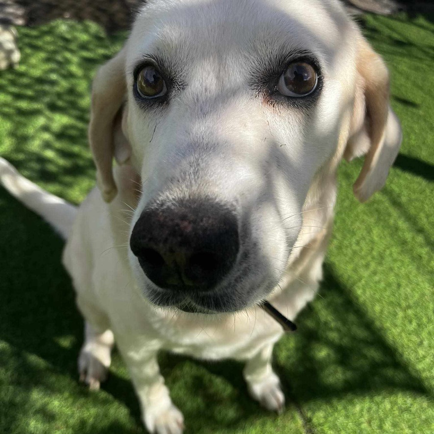 Chien de type labrador sable assis sur une pelouse synthétique