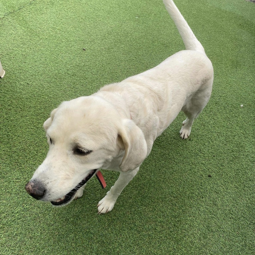 chien crème de type labrador pris en photo par le dessus qui marche