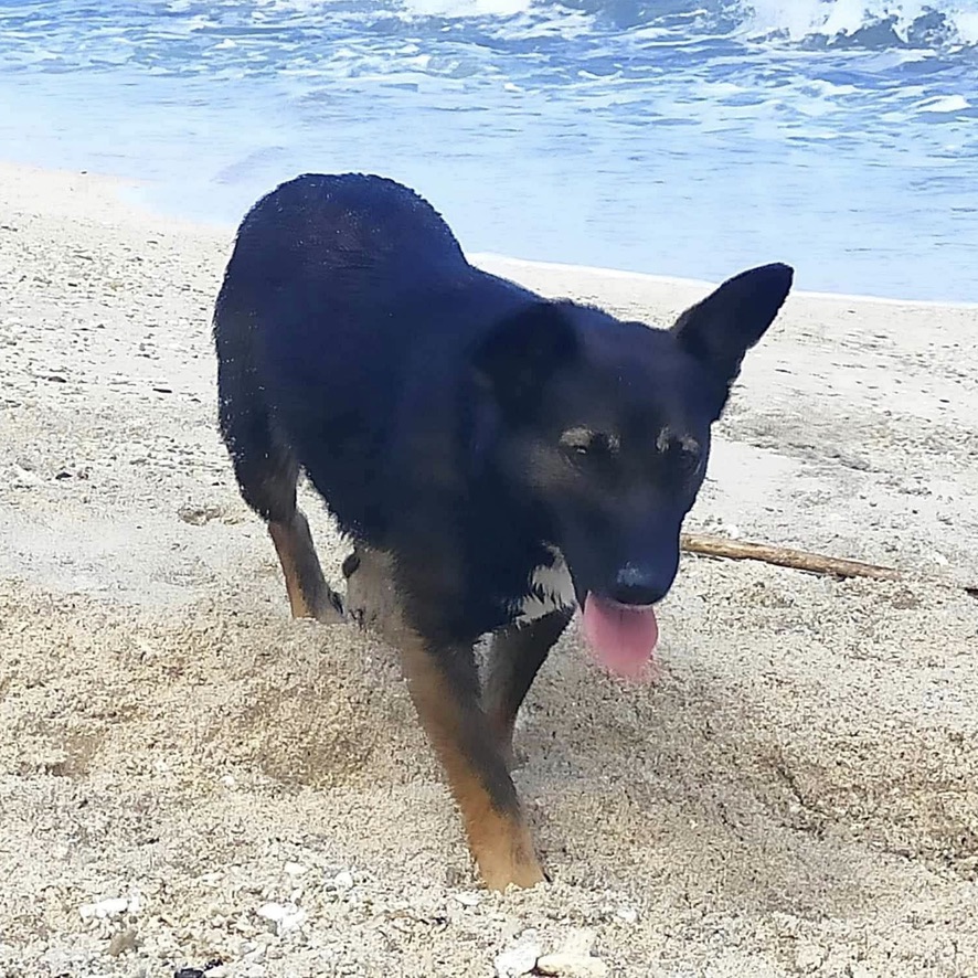 petit chien noir et feu marchant sur la plage