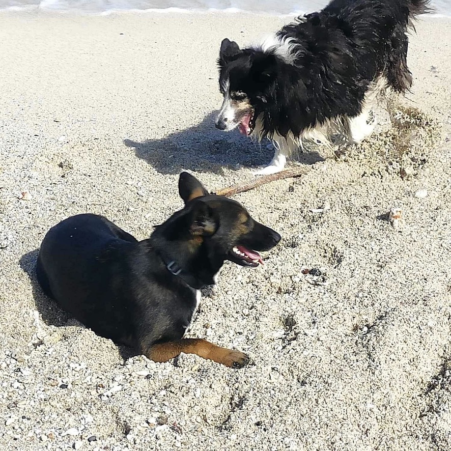 deux chiens, un berger et un border collie jouent sur la plage