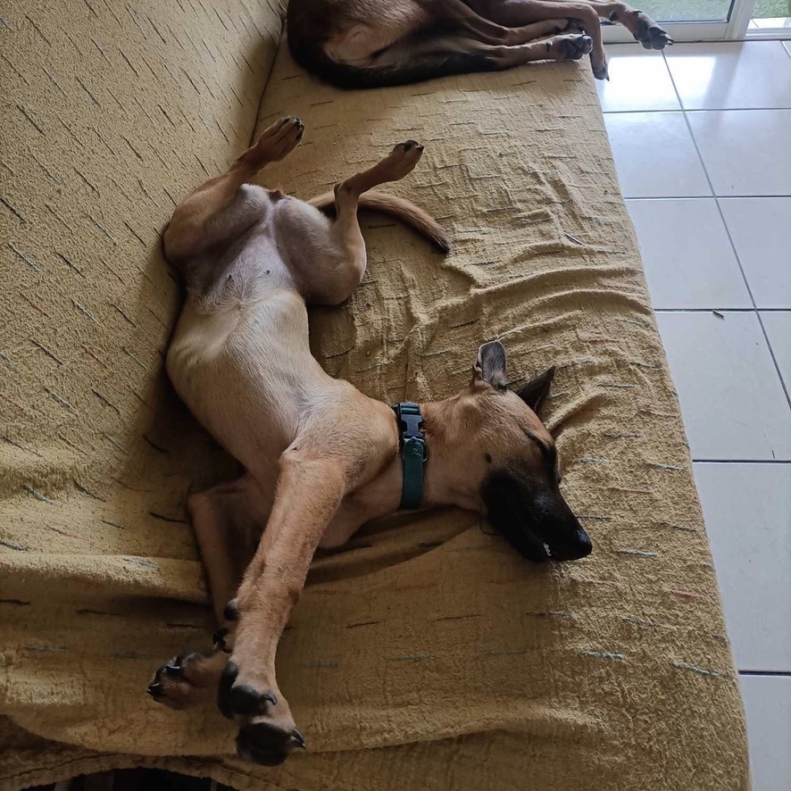 chien de type berger créole fauve avec de longues pattes fines couché sur le dos sur un canapé jaune