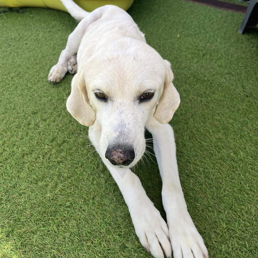 chien crème couché les pattes étendues sur une pelouse synthétique