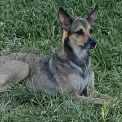 chien de type berger de profil, allongé dans l'herbe