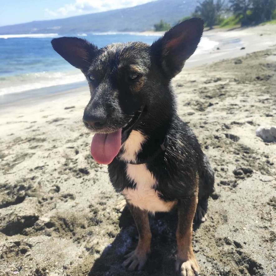 chien de type berger tricolore aux oreilles dressées, assis sur le sable en bord de mer