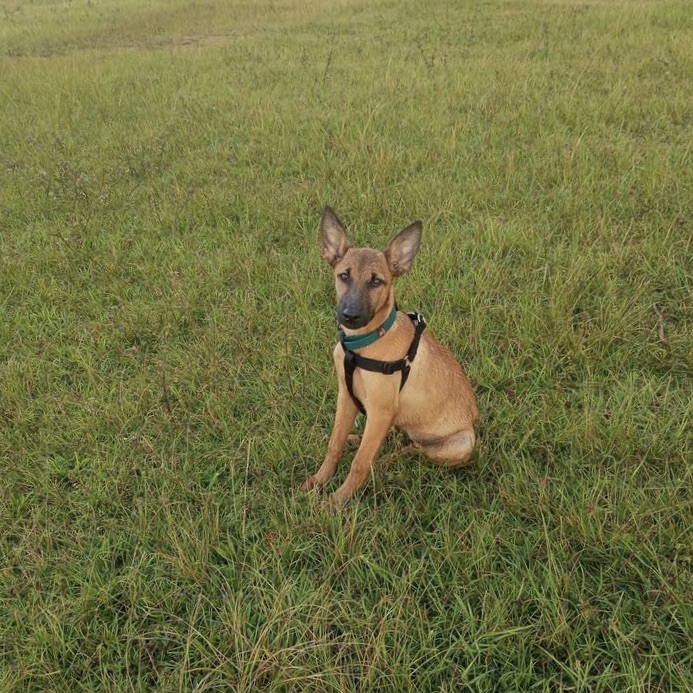 chien de type berger créole fauve avec de longues pattes fines assis sur une étendue d'herbe