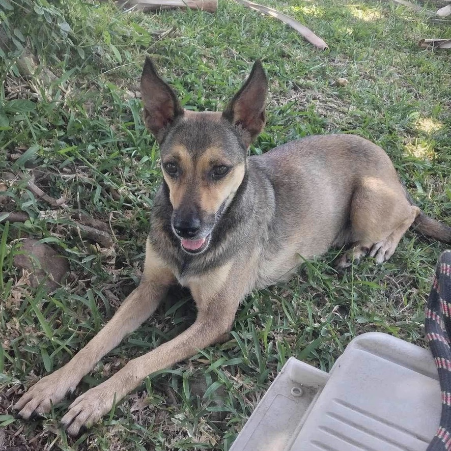 chien de type berger de profil, allongé dans l'herbe