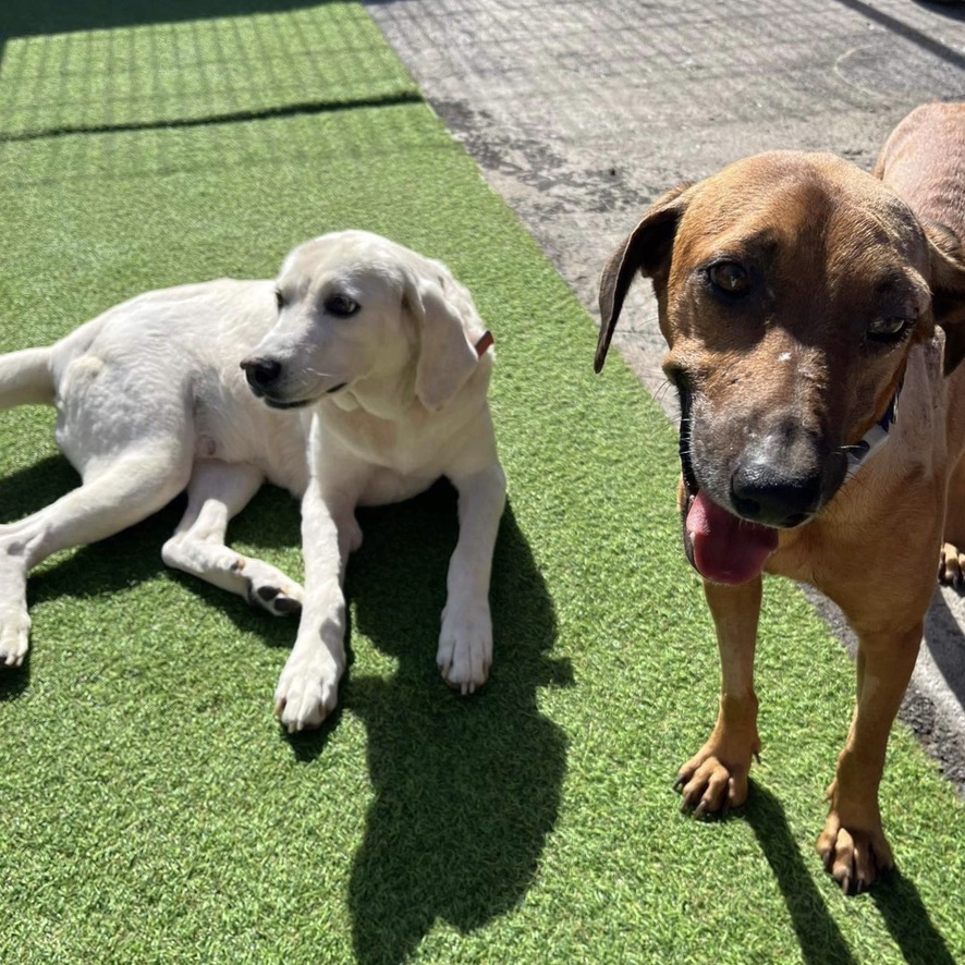 deux chiens de face, au premier plan un chien fauve assis et au second plan un chien de type labrador crème couché sur de la pelouse synthétique