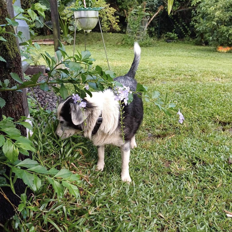 Chien de type border collie croisé noir et blanc debout dehors, dans un jardin verdoyant