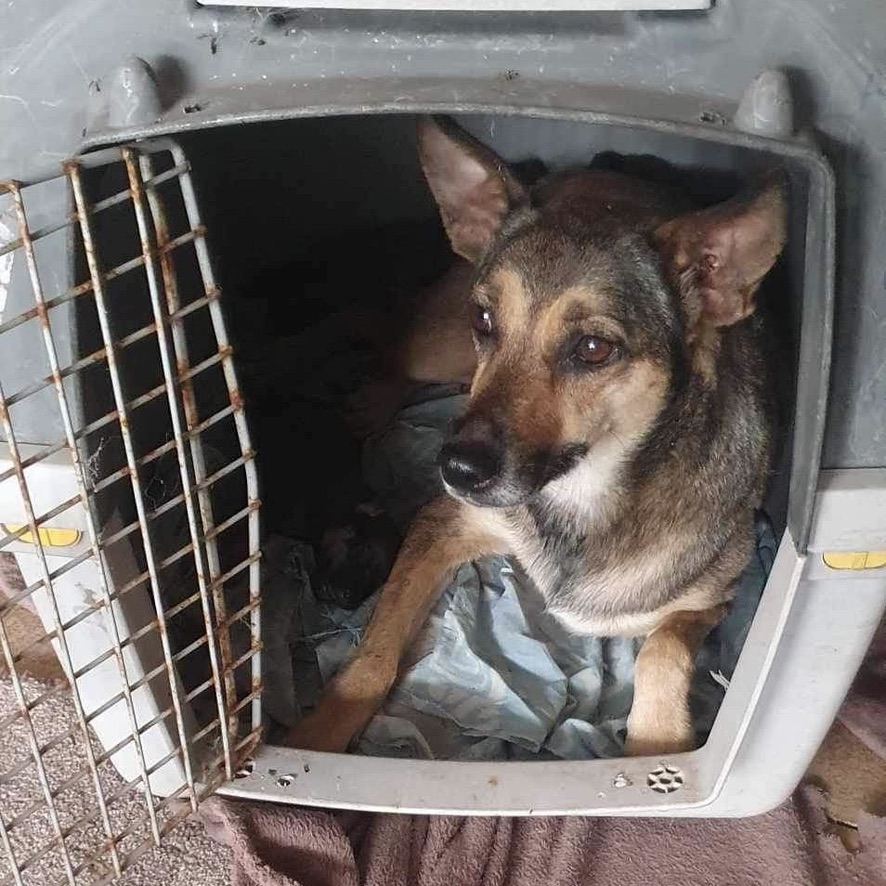 chien de type berger de face, couché dans une cage de transport