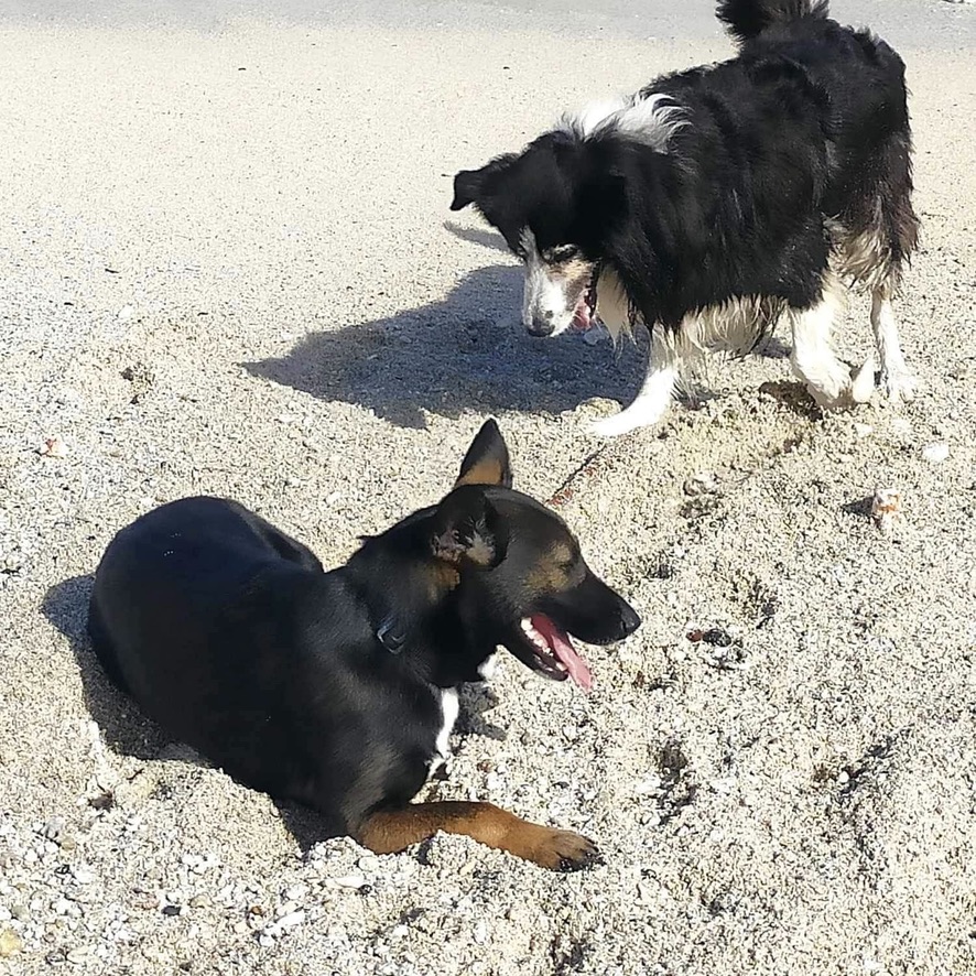 deux chiens, un berger et un border collie jouent sur la plage