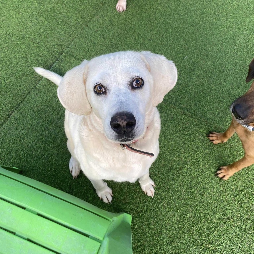 Chien de type labrador sable assis sur une pelouse synthétique