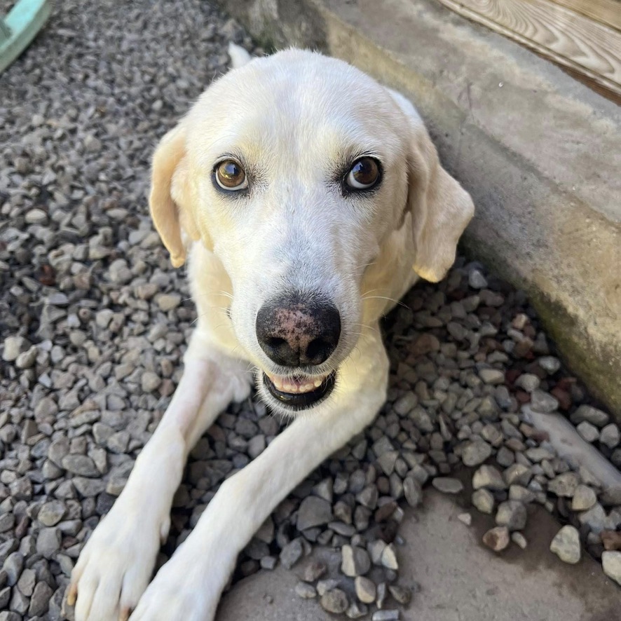 chien crème couché les pattes étendues sur un sol de gravillons, semble sourire