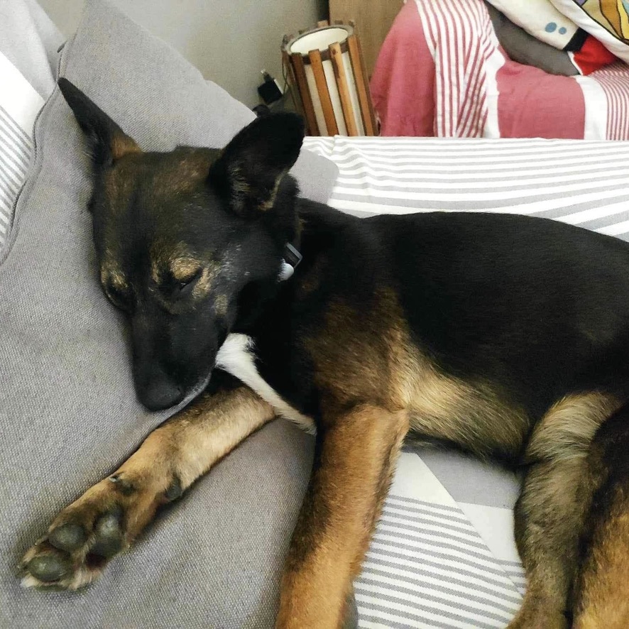 chien de type berger tricolore aux oreilles dressées, couché sur un canapé gris qui semble dormir