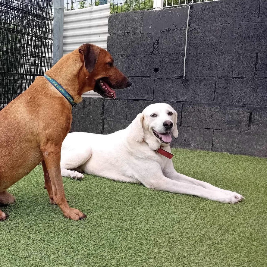 deux chiens de profil, au premier plan un chien fauve assis et au second plan un chien de type labrador crème couché