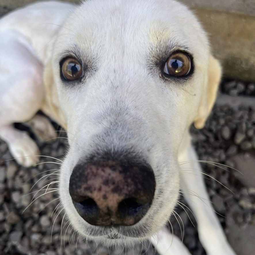 gros plan sur un chien crème aux yeux brillants