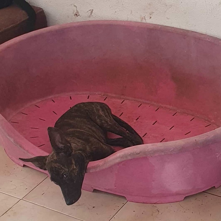 chien bringé aux oreilles dressées couché dans une panière en plastique rose beaucoup trop grande pour le chien