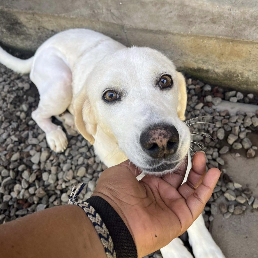 chien crème couché les pattes étendues sur un sol de gravillons, semble sourire