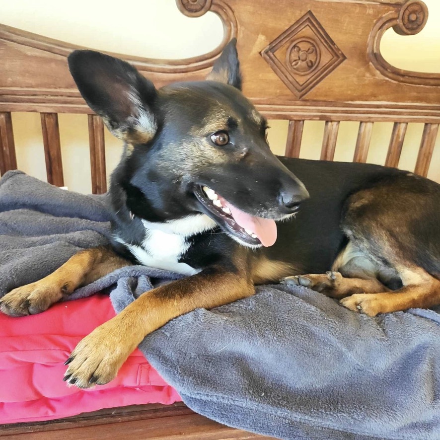 chien de type berger tricolore aux oreilles dressées