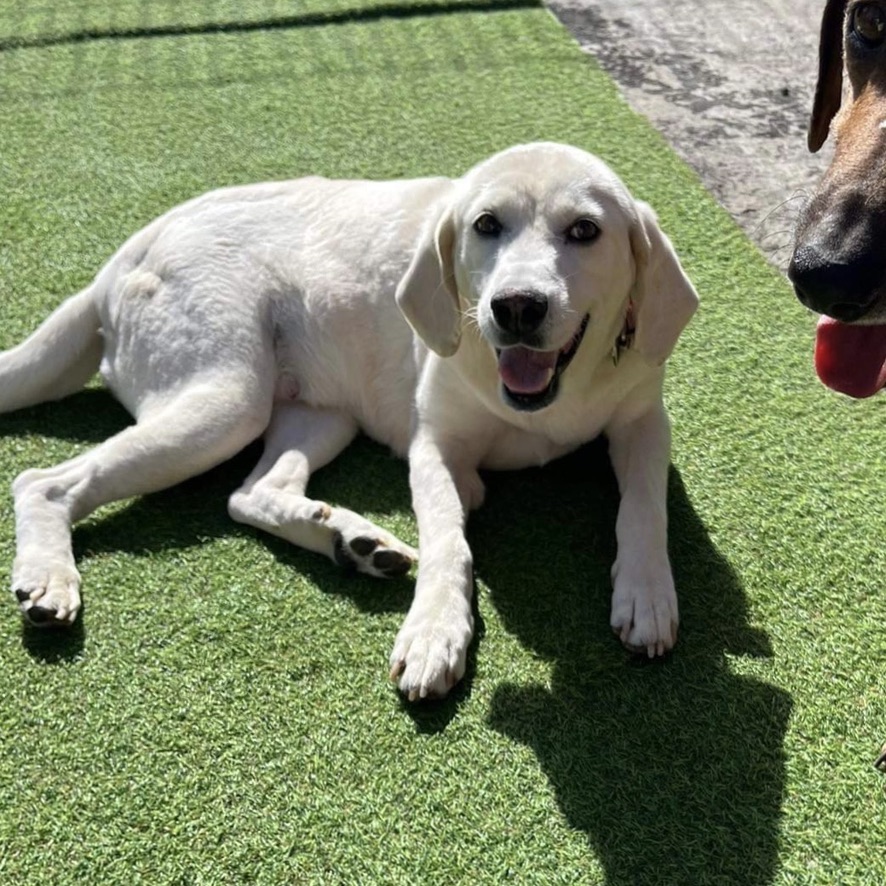 un chien de type labrador crème couché sur une pelouse synthétique