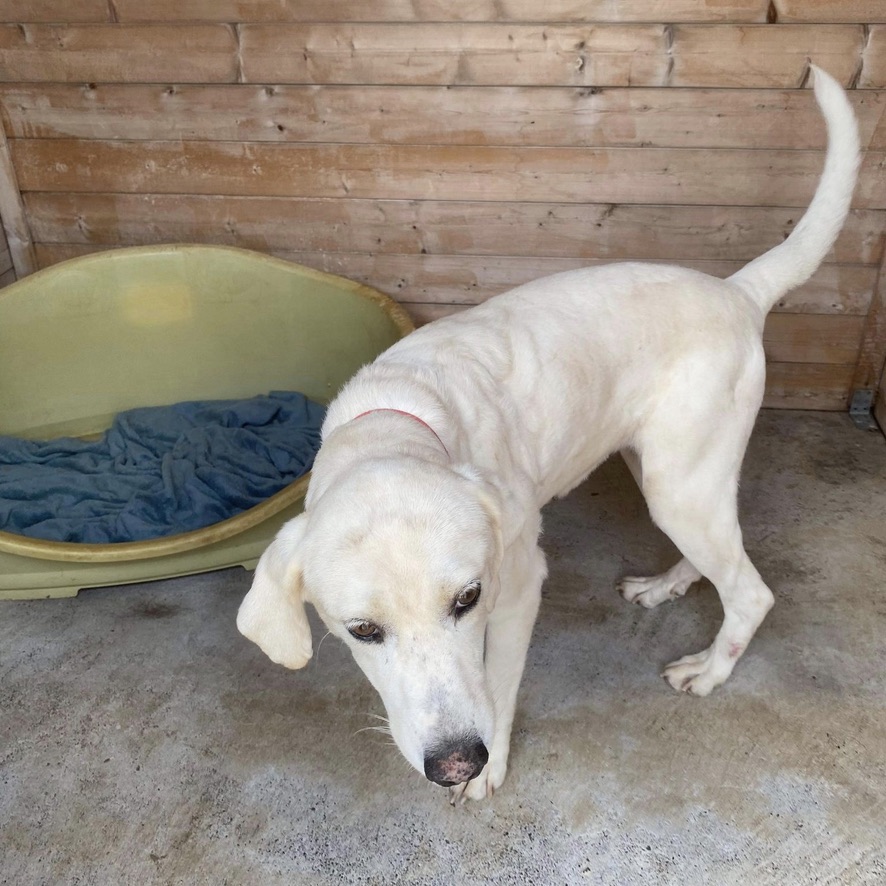 chien de type labrador qui marche vers l'objectif. Prise en vue en plongé