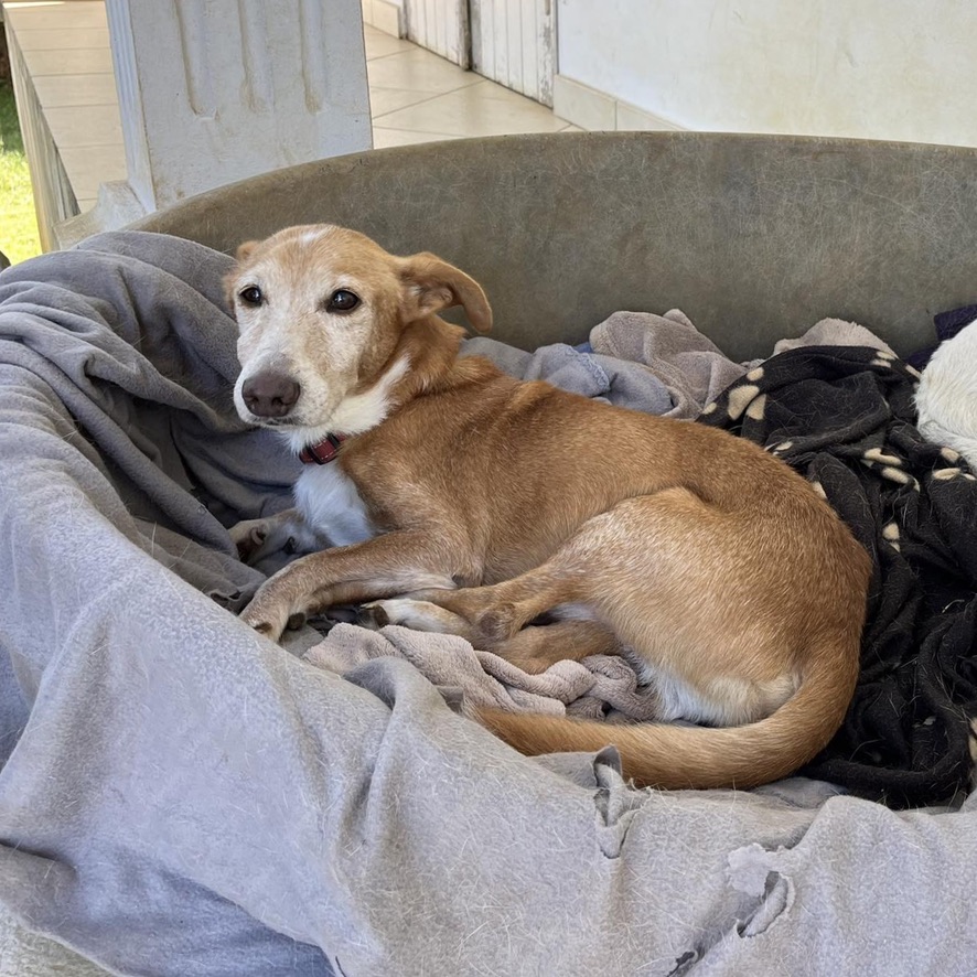 chien fauve et blanc qui semble âgé, couché dans un panier confortable