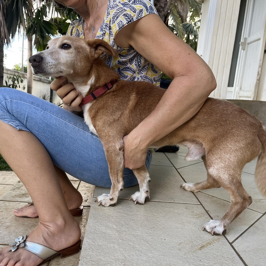 chien de petite taille, fauve et blanc de profil en train de recevoir des caresses d'une humaine assise sur les marches en carrelage d'une terrasse extérieure