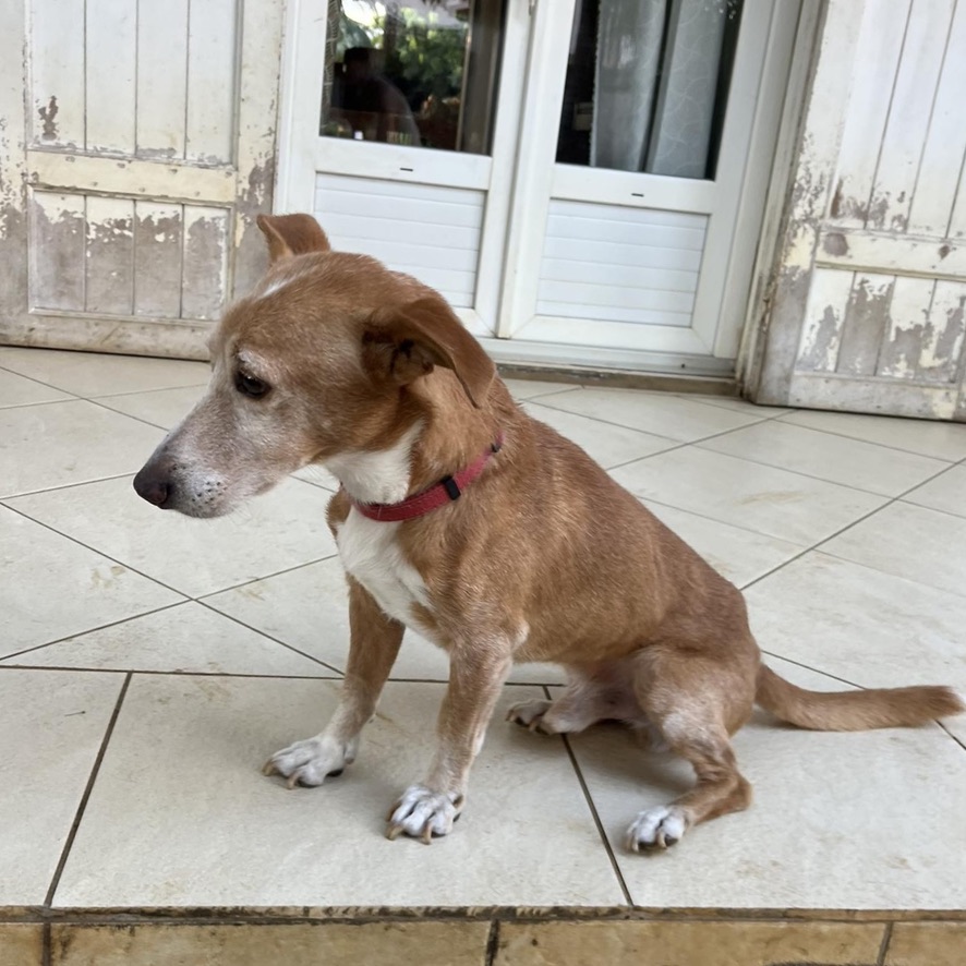 chien fauve et blanc assis dehors sur une terrasse, il porte un collier rouge et regarde vers la gauche de l'image