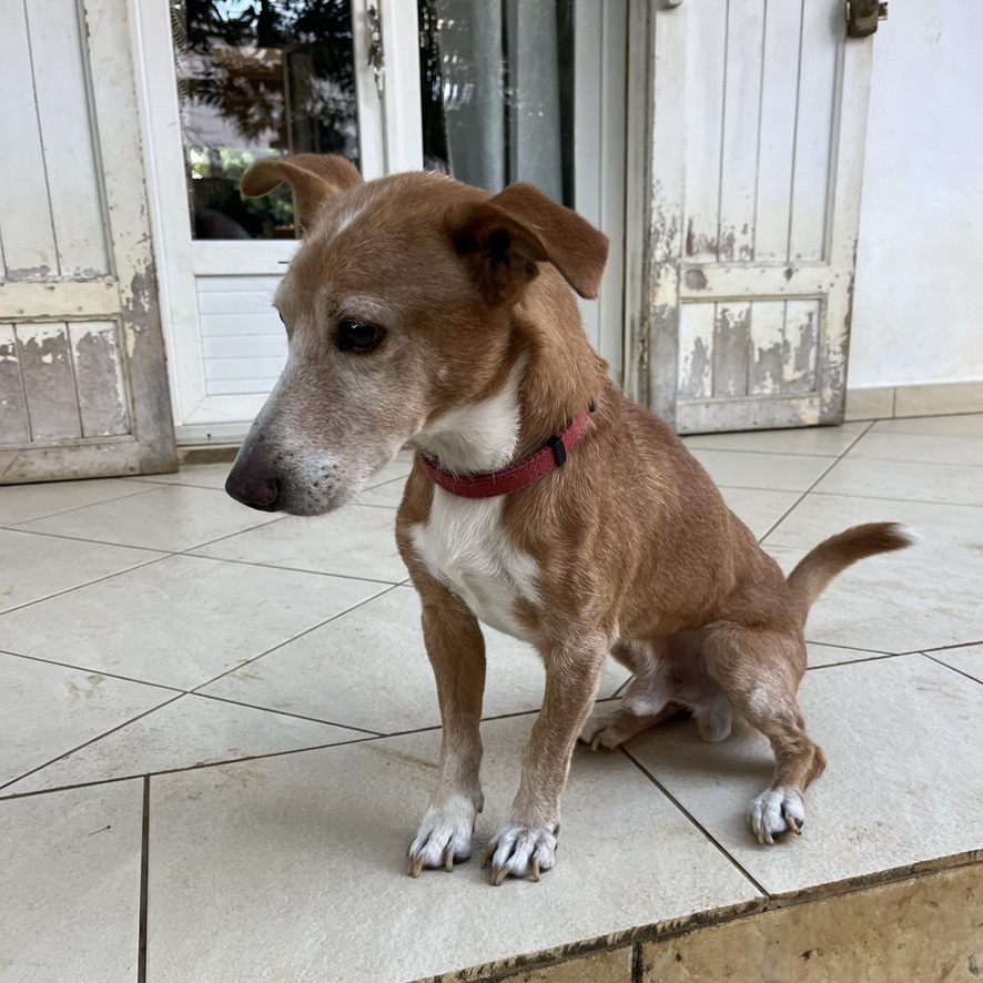 chien fauve et blanc assis dehors sur une terrasse, il porte un collier rouge et regarde vers la gauche de l'image