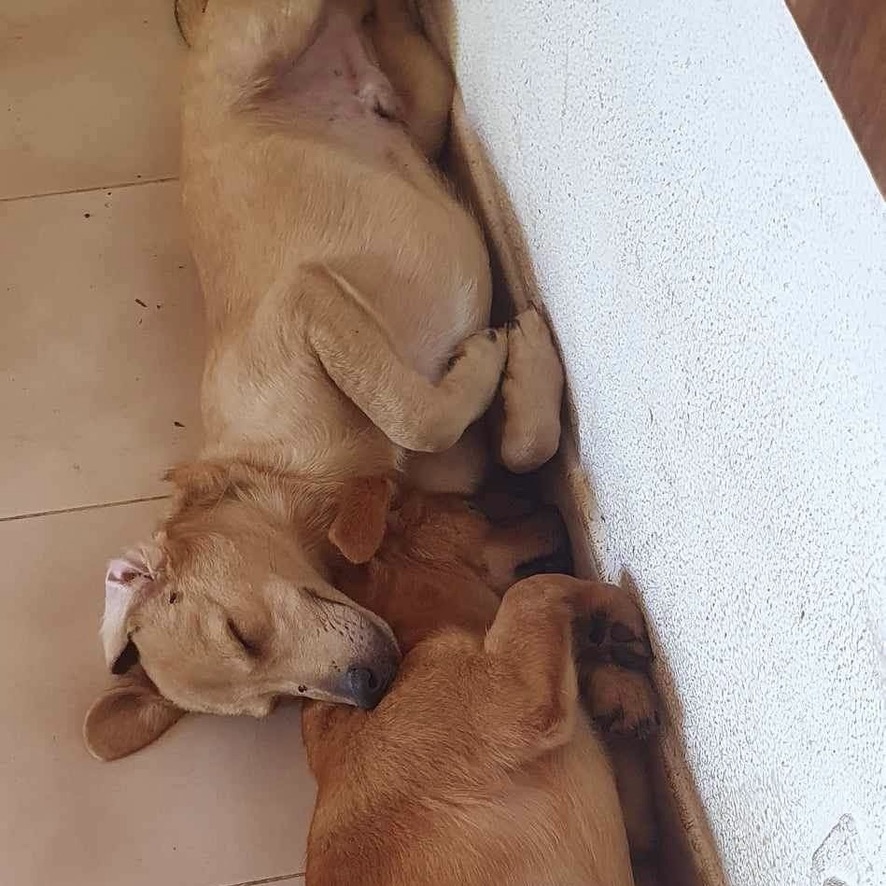 deux chiens beiges endormis