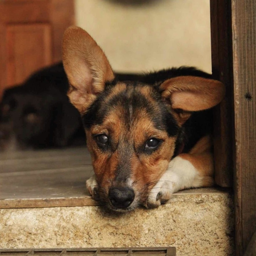 Portrait d'un chien tricolore avec une oreille dressée et l'autre baissée