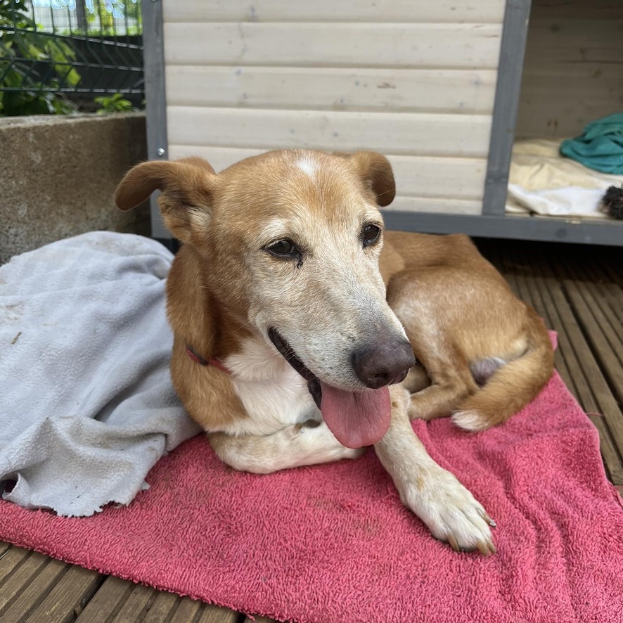 chien fauve et blanc couché sur un plaid rose, il semble âgé et fatigué