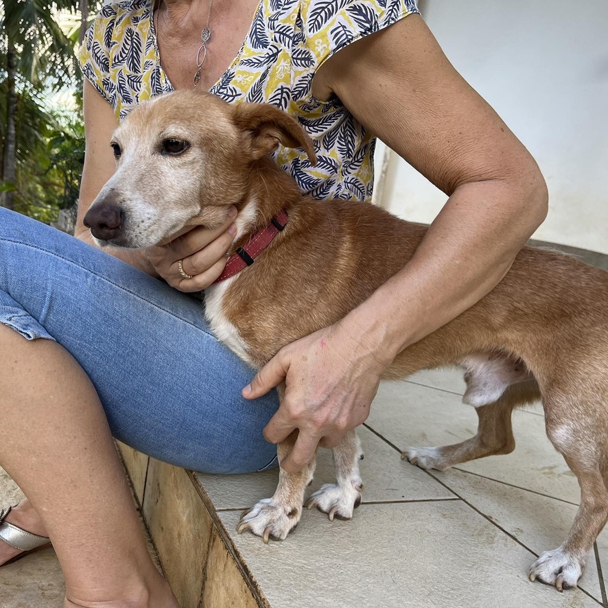 chien de petite taille, fauve et blanc de profil en train de recevoir des caresses d'une humaine assise sur les marches en carrelage d'une terrasse extérieure